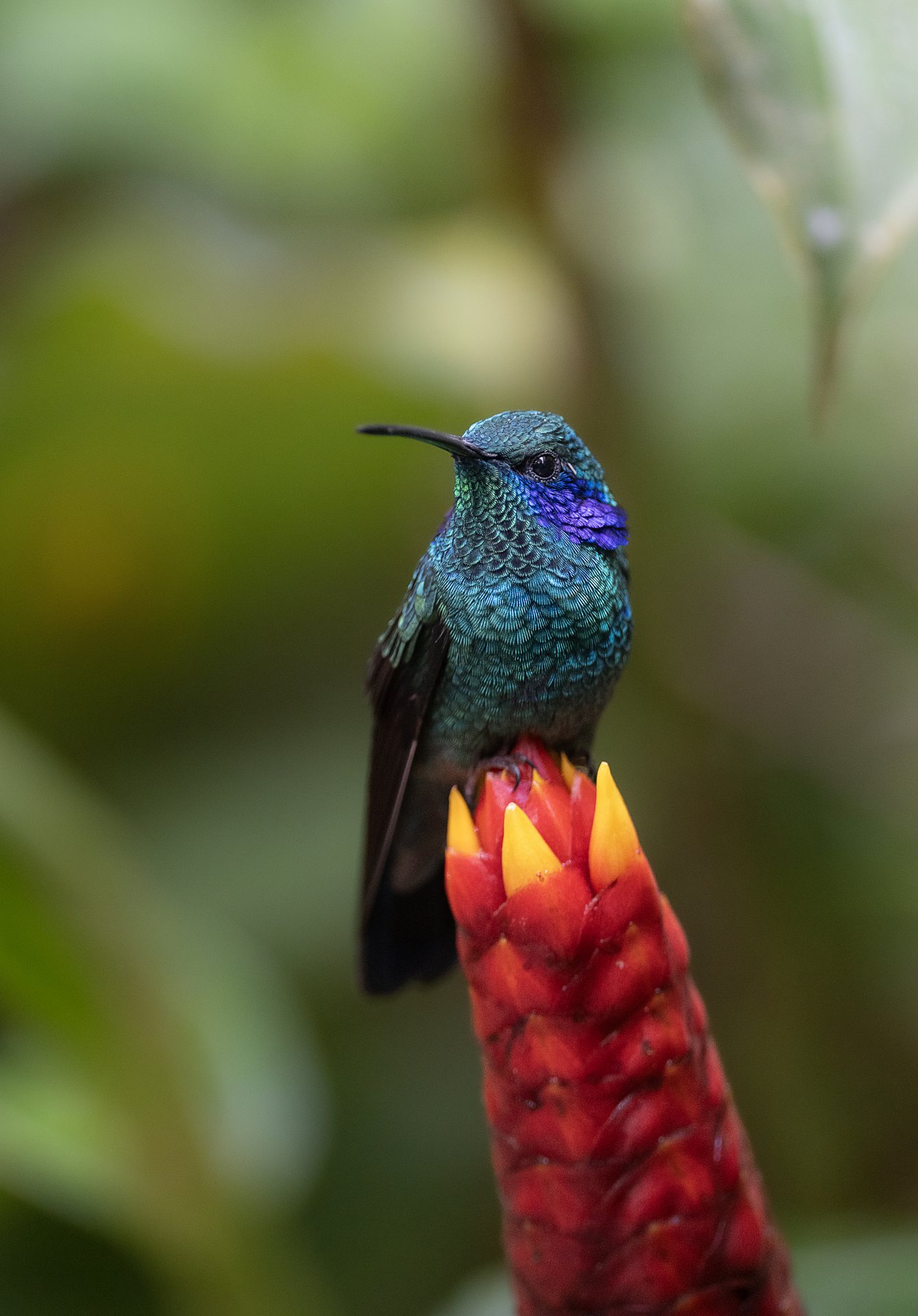 Lesser Violetear hummingbird pausing between visits to a flowering shrub