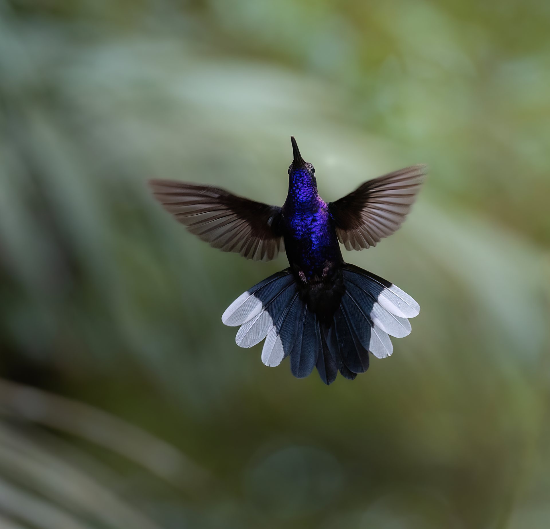 Violet Sabrewing hummingbird in flight