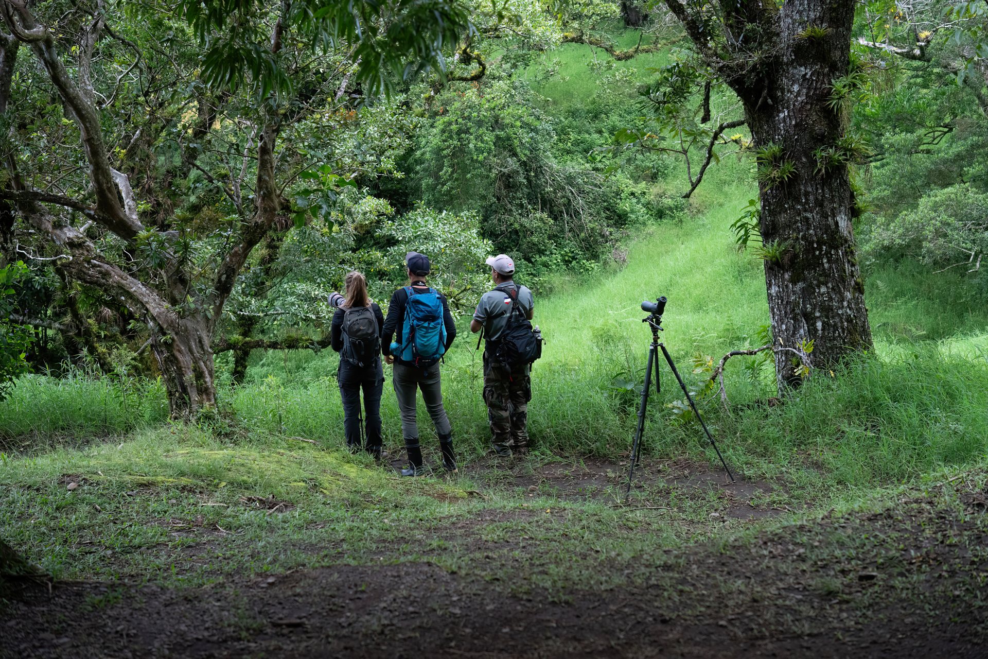 Birders scanning the canopy with binoculars at dawn in Curi-Cancha Reserve