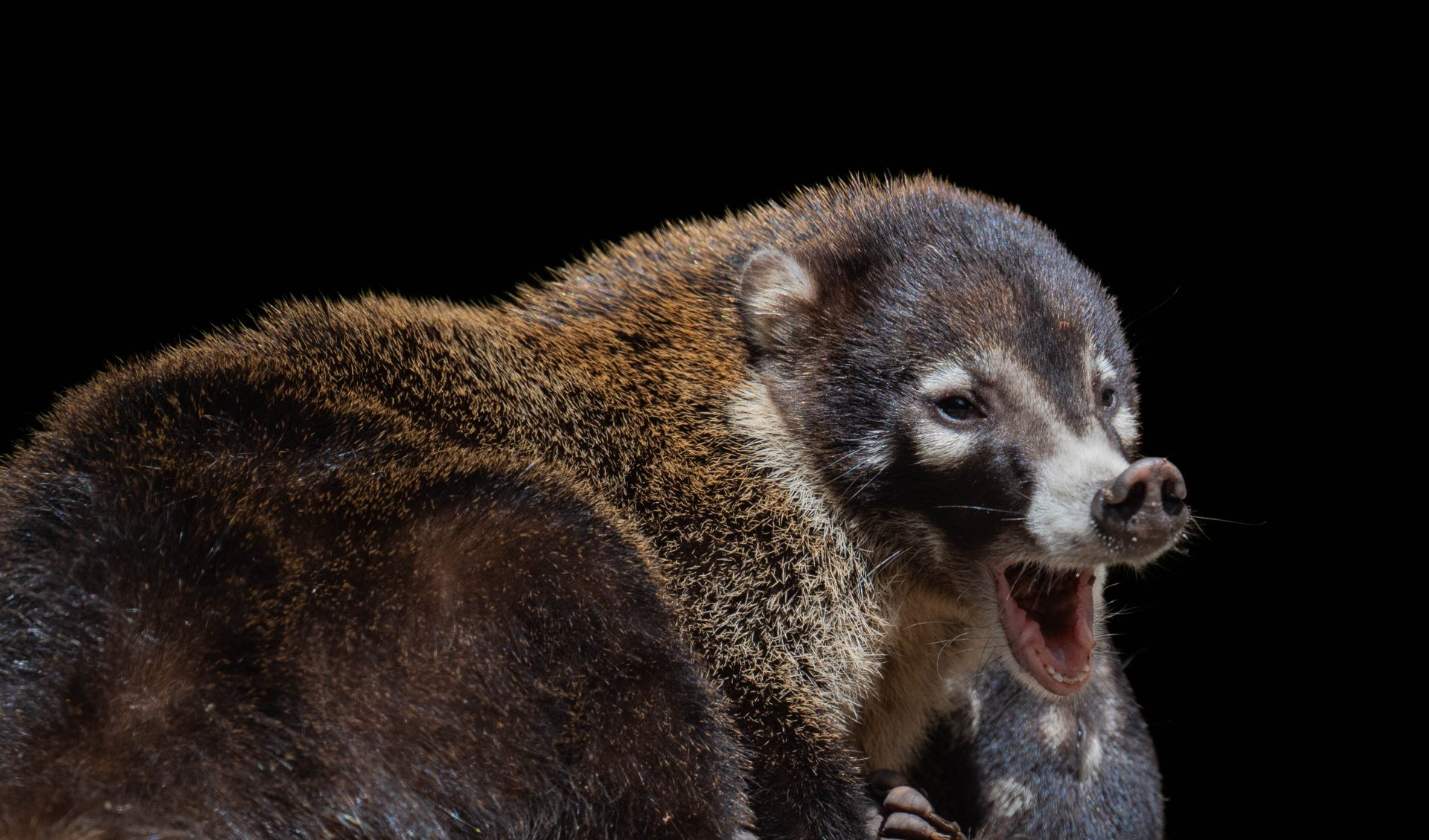 Coati, locally called pizote, walking along the forest floor in Monteverde