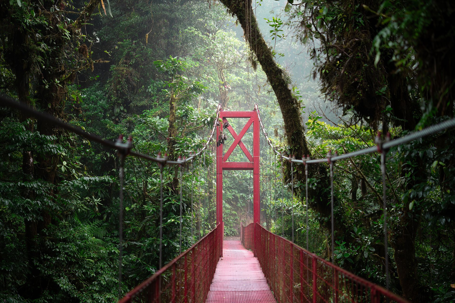 Suspended hanging bridge crossing a cloud forest ravine in Monteverde