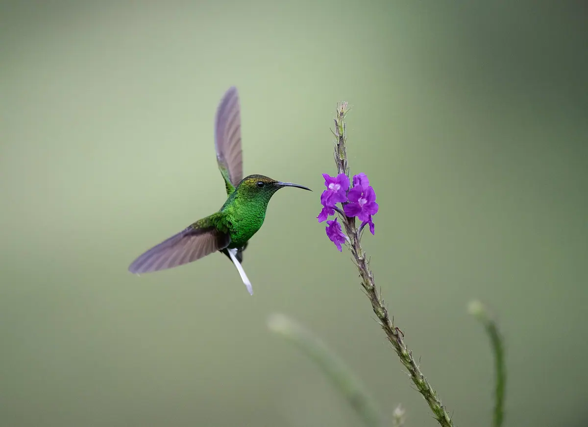 Coppery-headed Emerald, a hummingbird endemic to Costa Rica, perched on a thin twig
