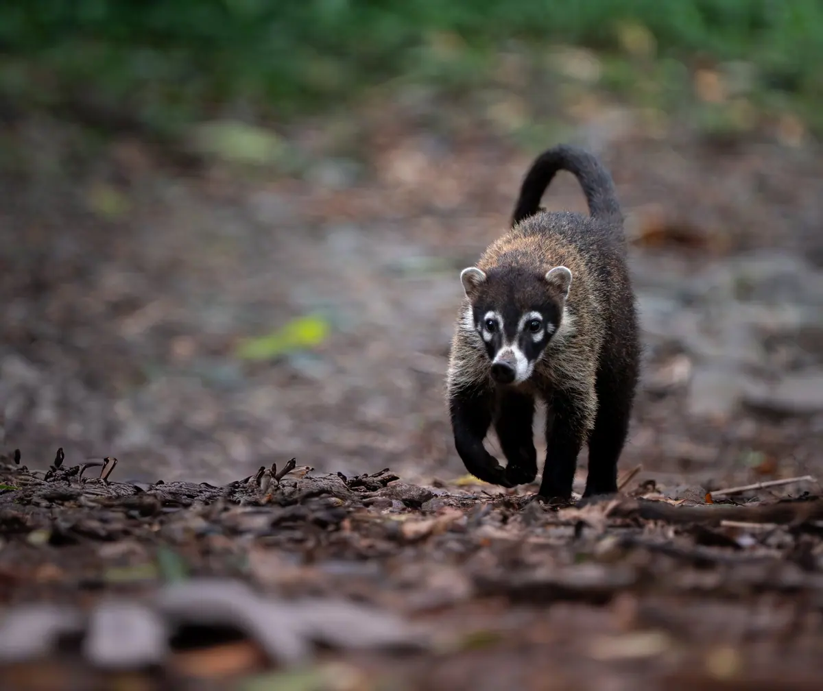 Coati (nasua) foraging on the forest floor
