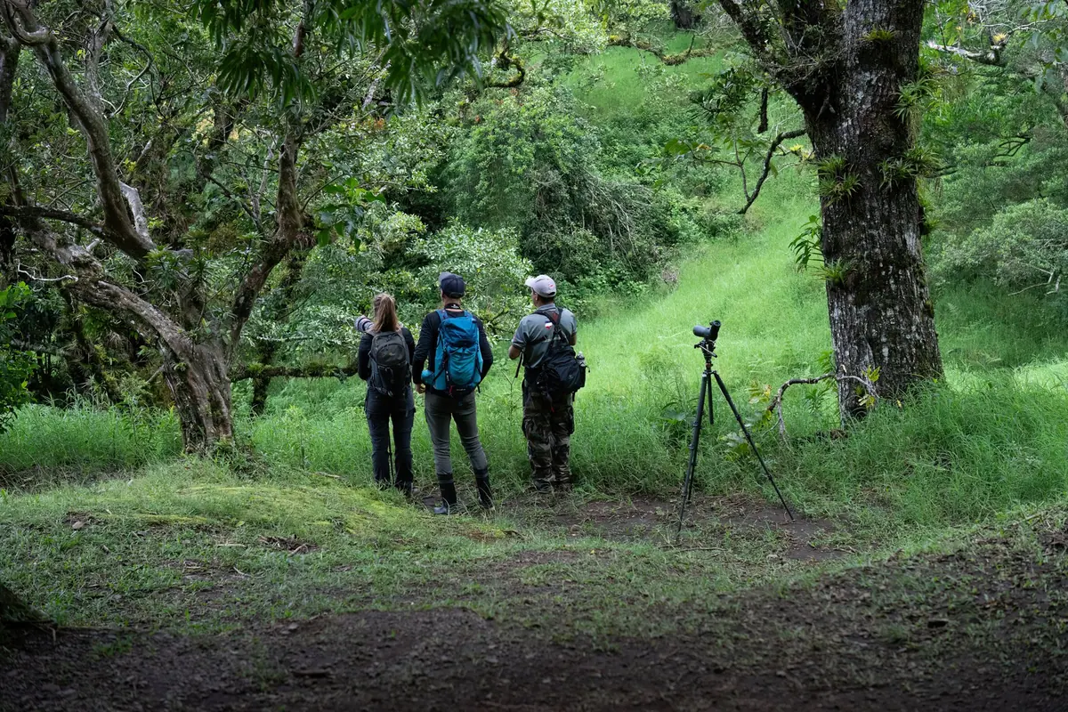 Private Bird Watching 5 Hours — Private in Monteverde, Costa Rica
