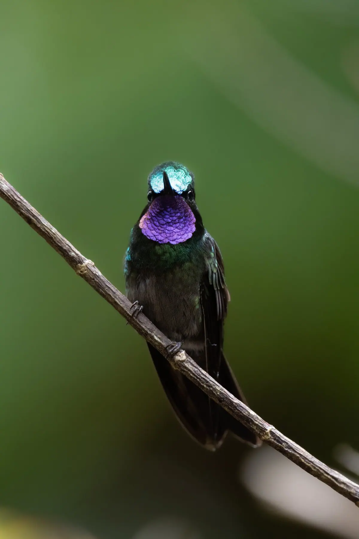 Purple-throated Mountaingem hummingbird resting on a moss-covered branch