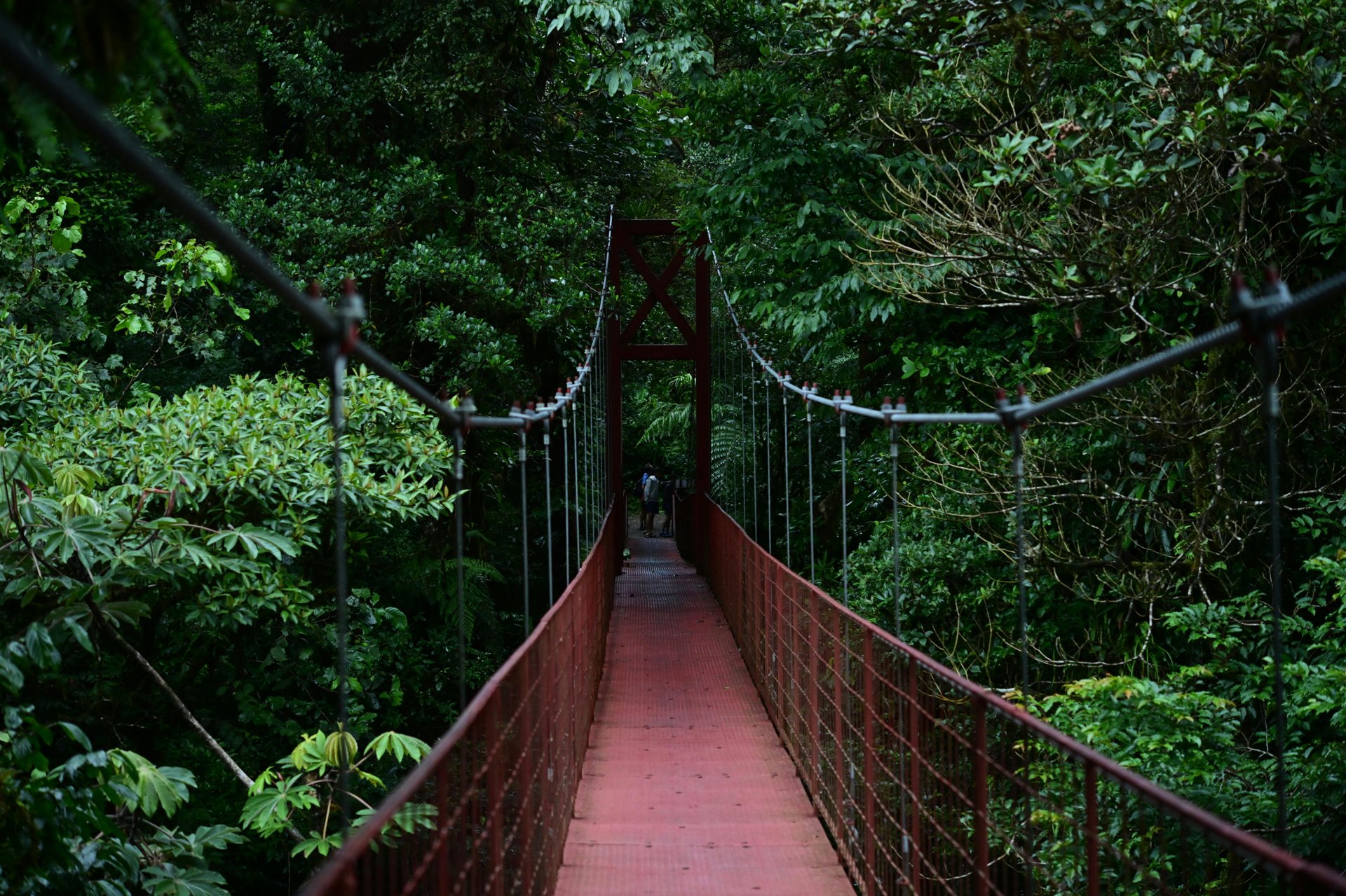 Mist drifting through the Monteverde Cloud Forest canopy at dawn
