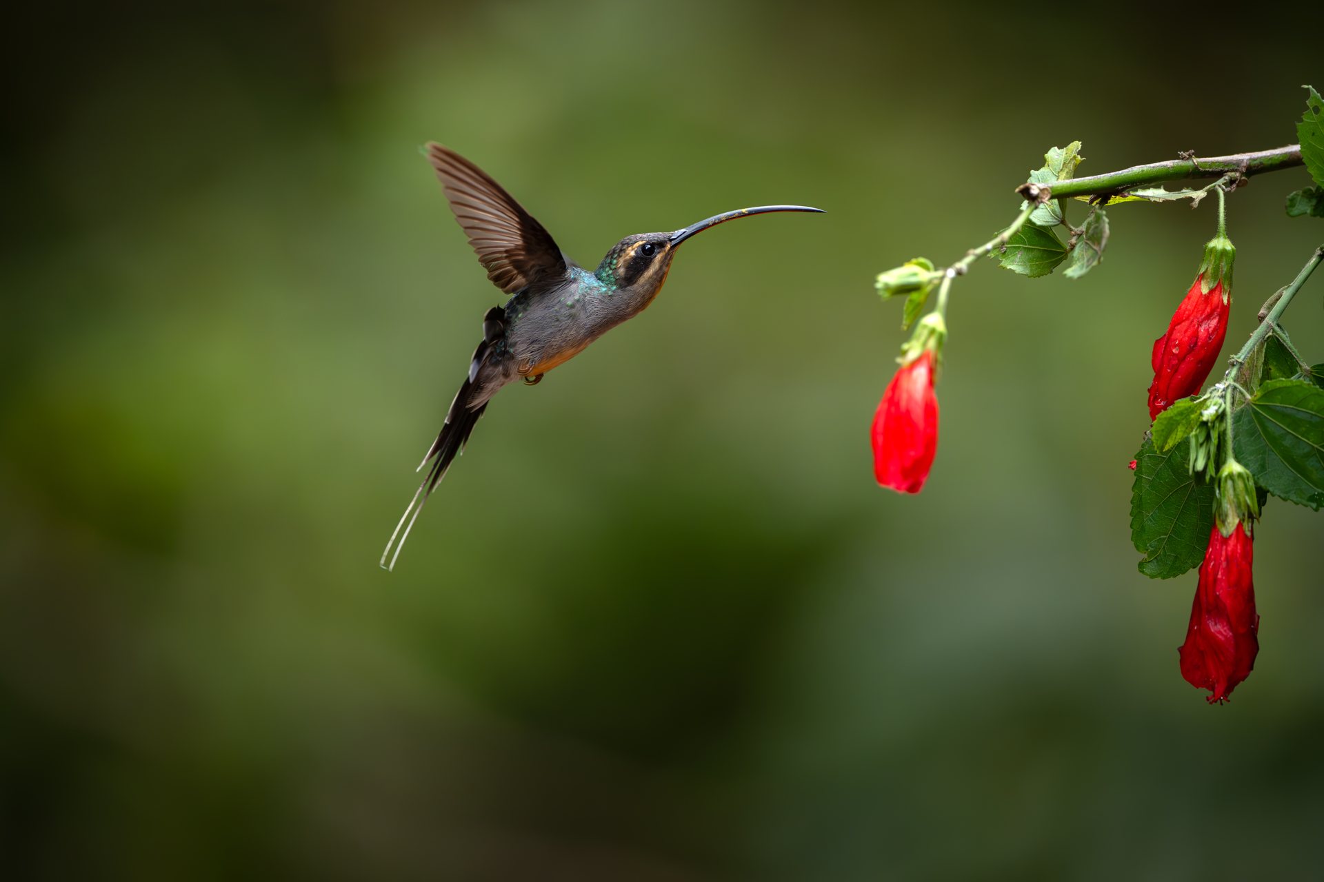 Hummingbird visiting flowering shrubs on the edge of the Monteverde cloud forest