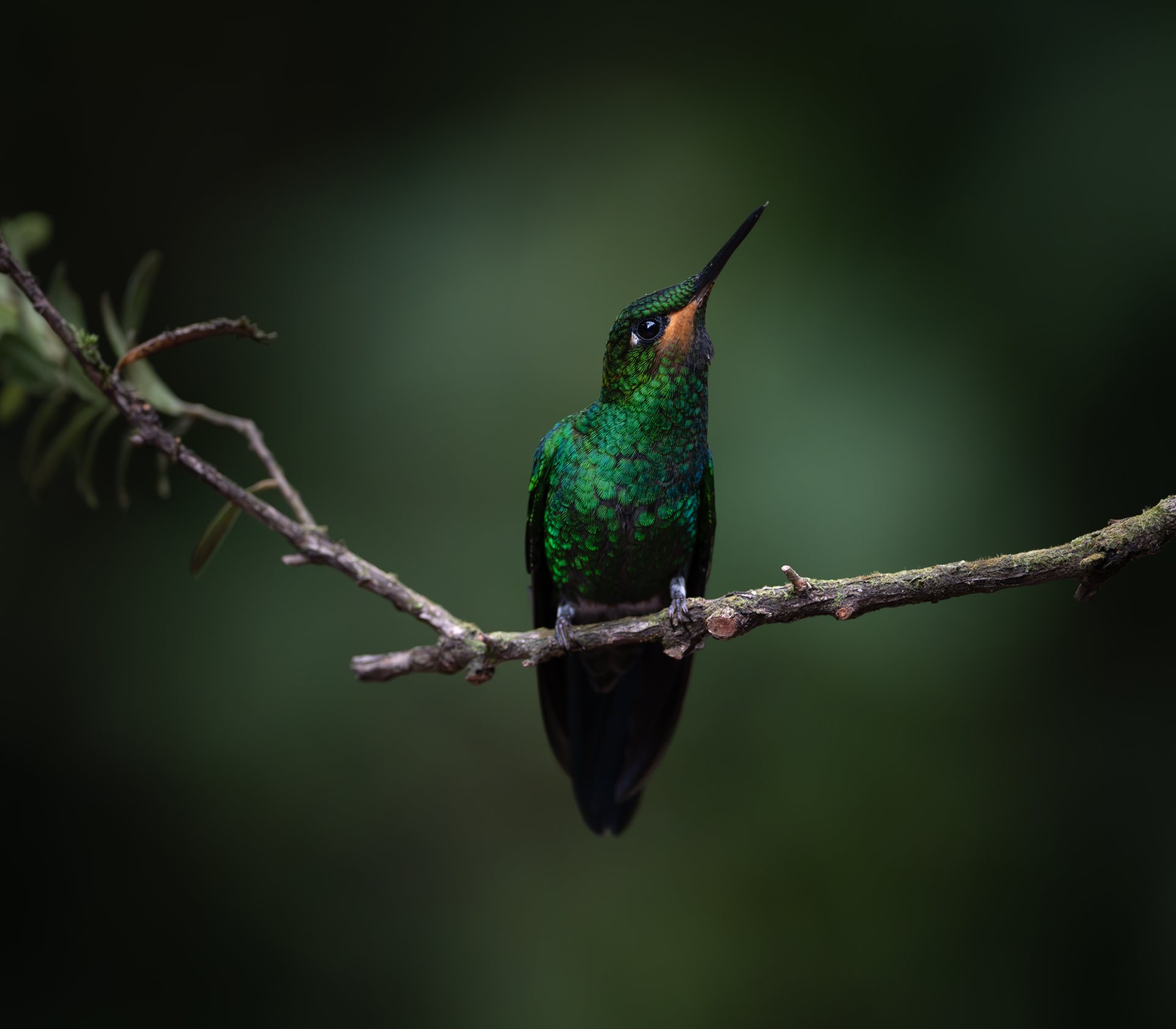Green-crowned Brilliant hummingbird feeding at cloud-forest flowers in Monteverde