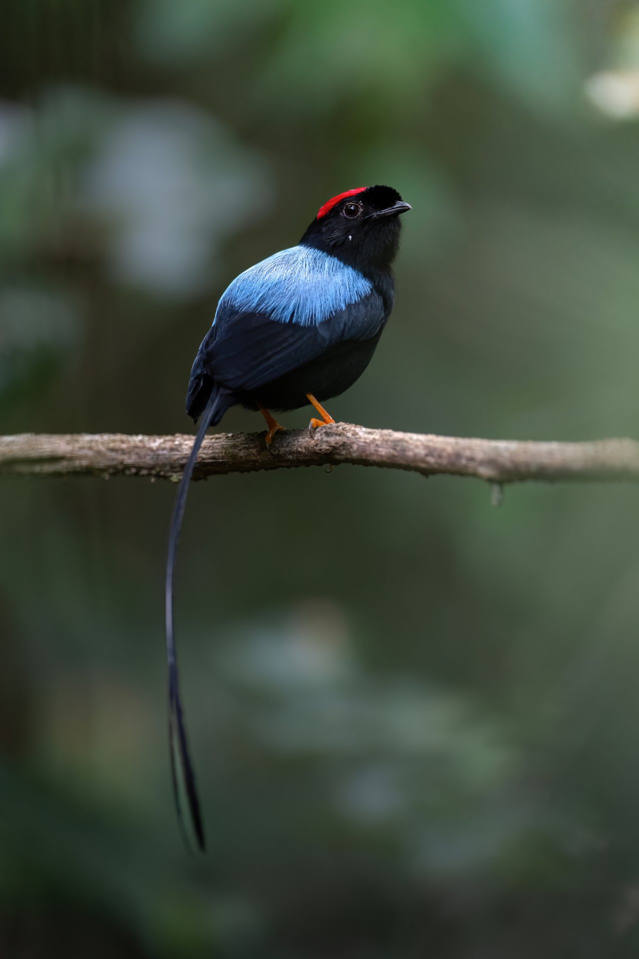 Long-tailed Manakin, a black, blue and red bird of Monteverde secondary forest