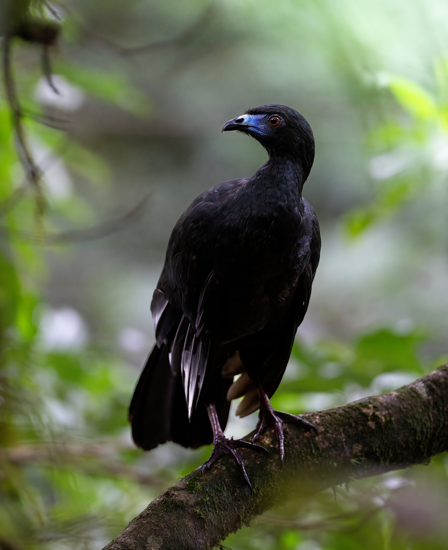 Black Guan with a bright blue face wattle in Monteverde primary forest