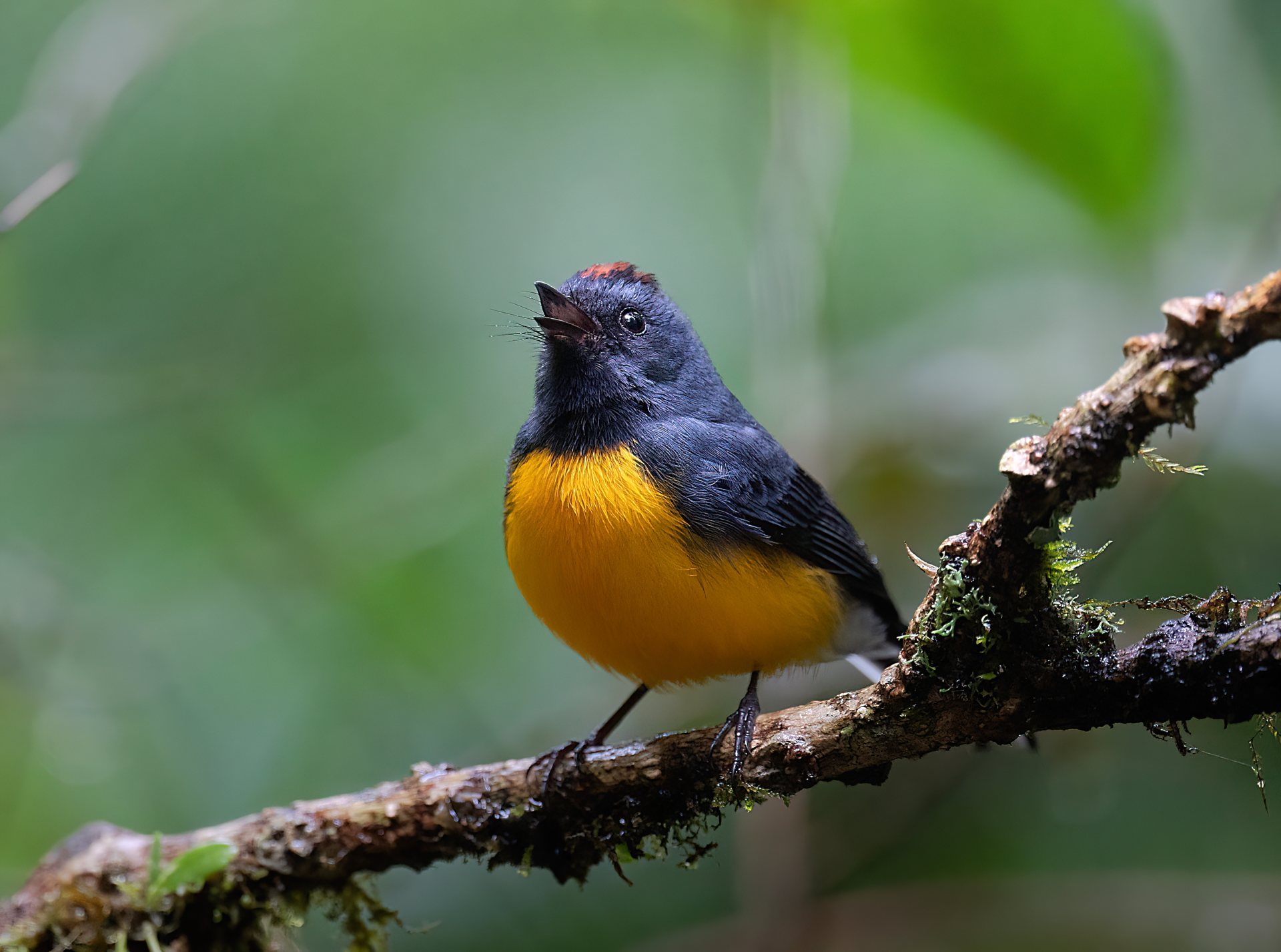 Slate-throated Redstart foraging in the Monteverde cloud-forest understorey