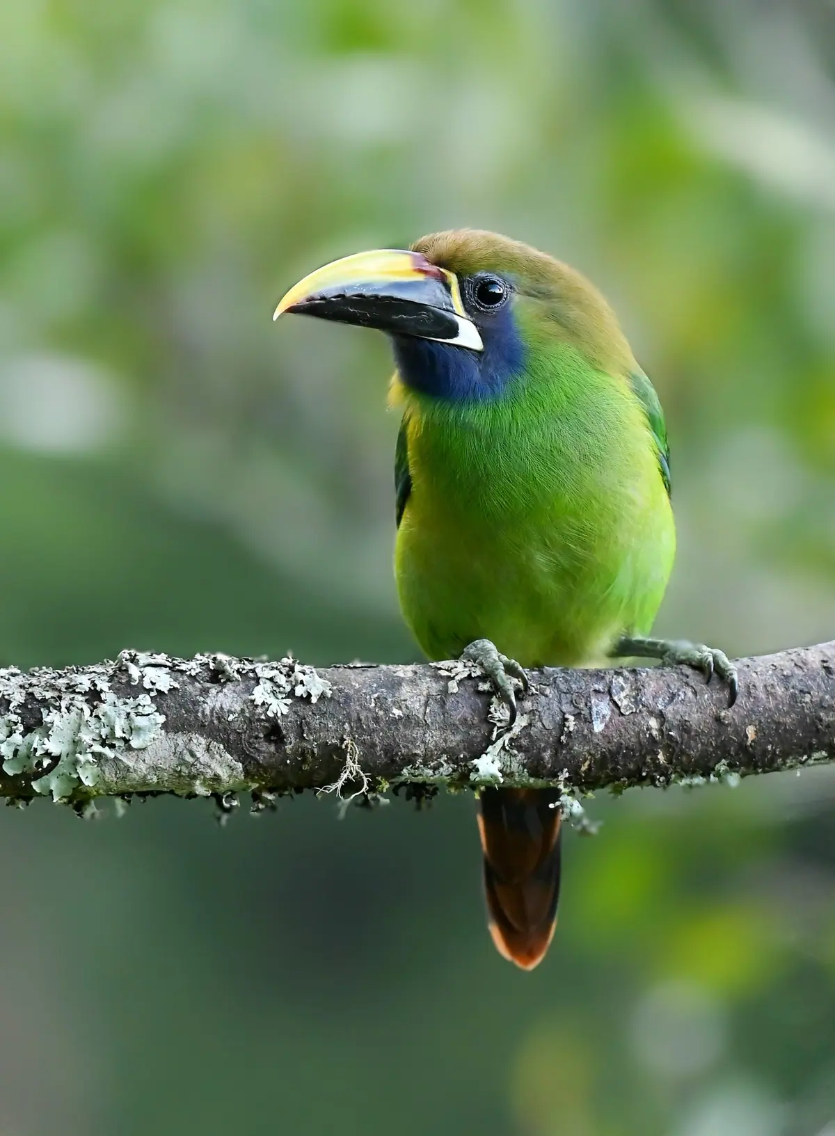 Emerald Toucanet perched in the canopy