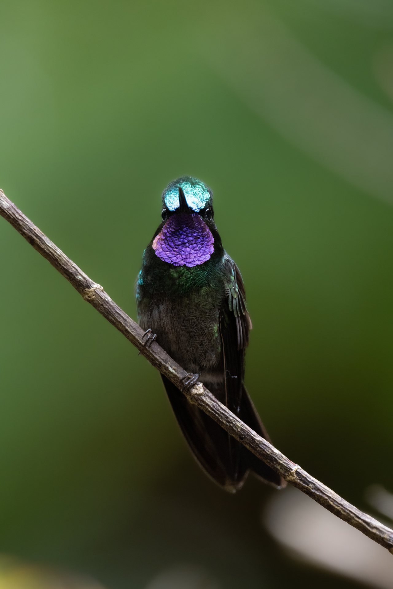 Purple-throated Mountaingem hummingbird resting on a moss-covered branch