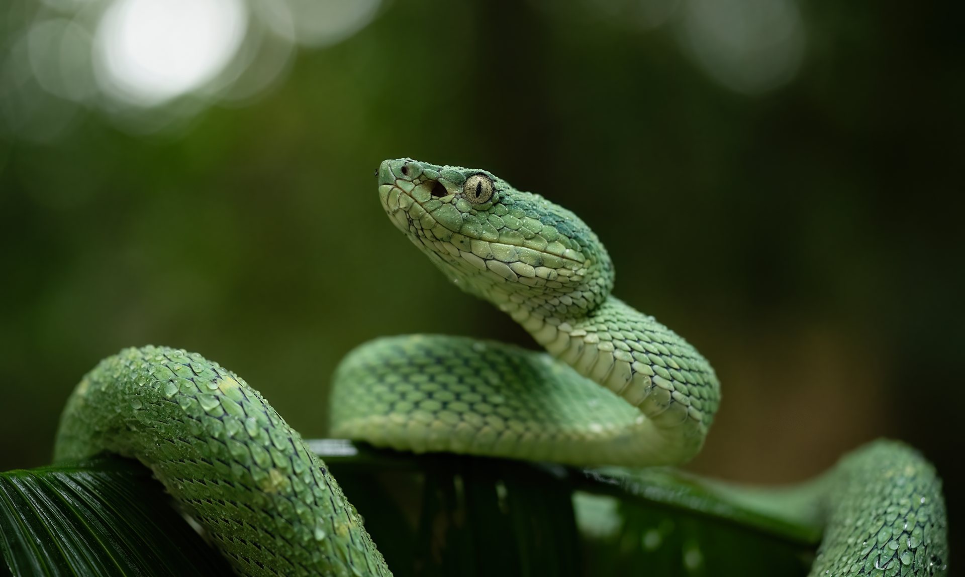 Side-striped palm pit viper resting on night-time vegetation in Monteverde