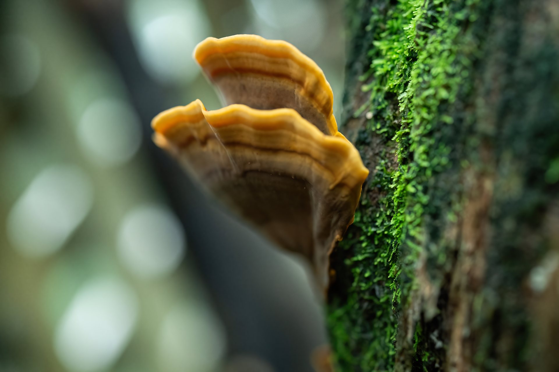 Fungi glowing under flashlight on a decaying trunk during a night walk