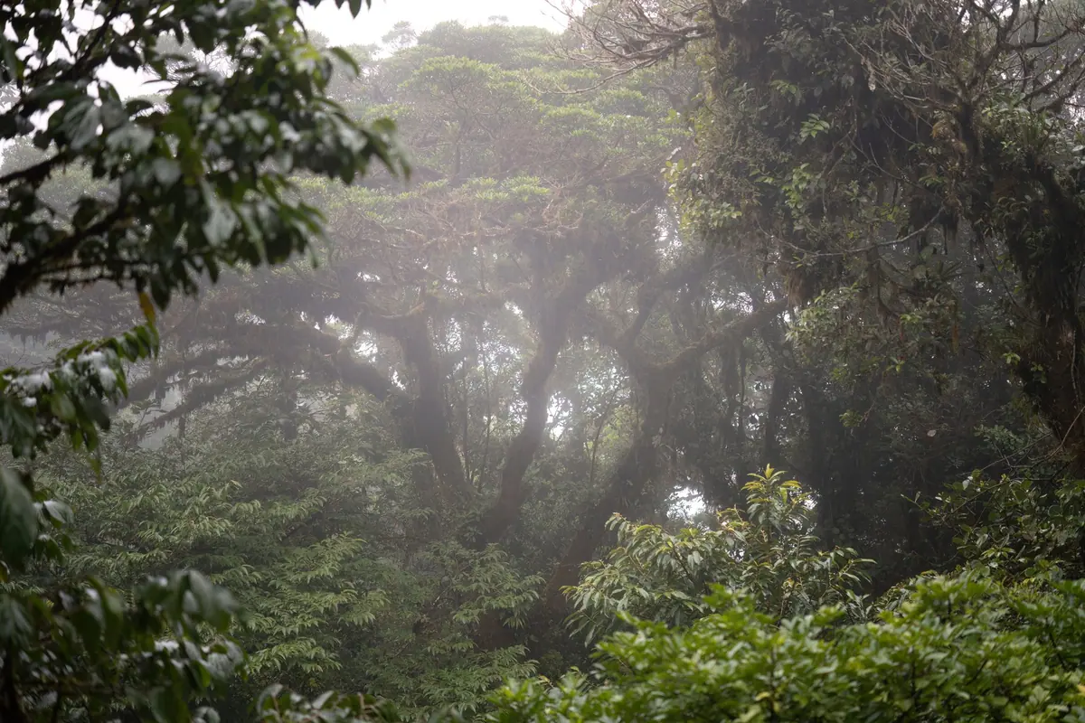 Misty Monteverde cloud forest canopy with moss-covered trees and bromeliads
