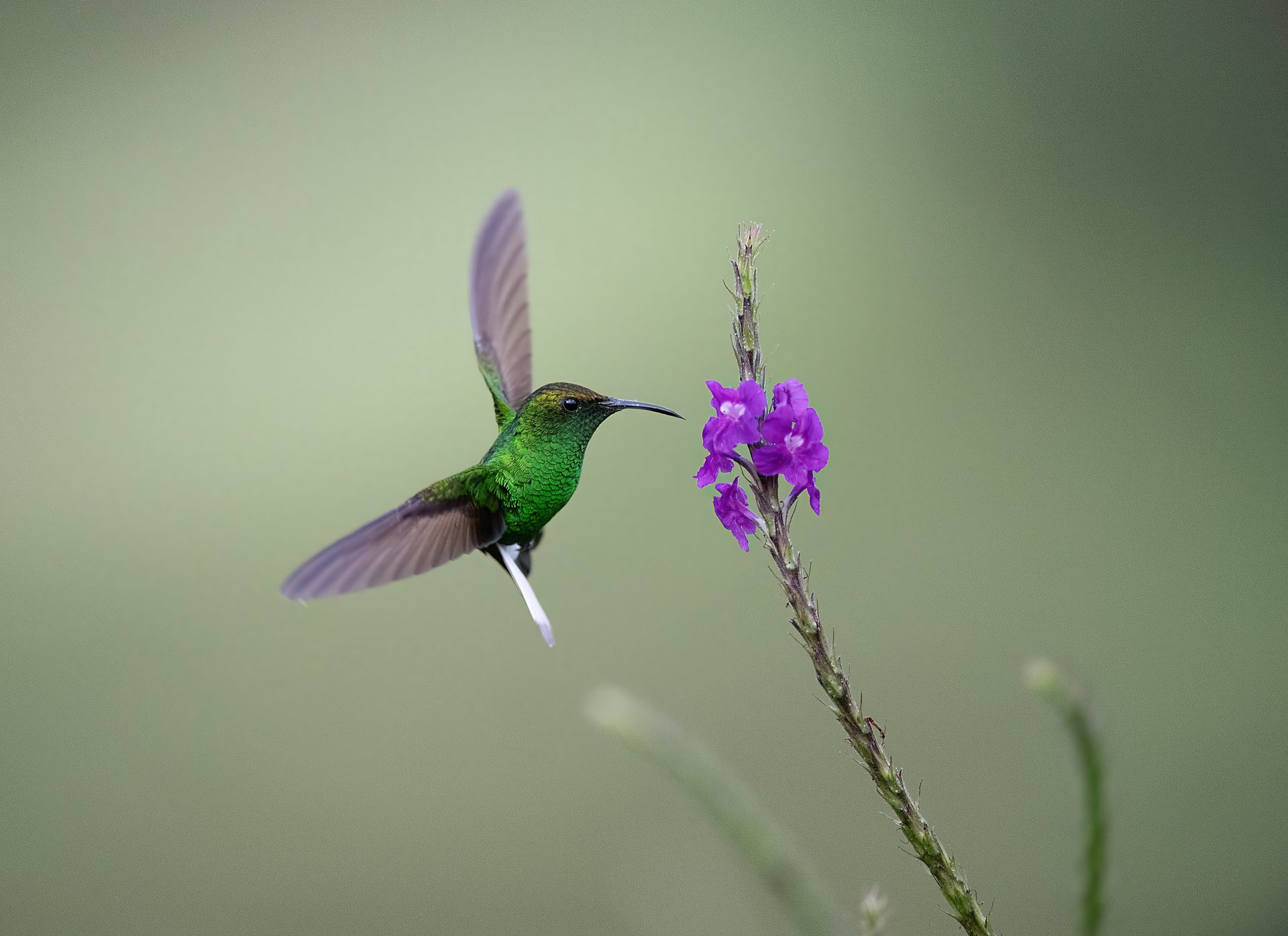 Coppery-headed Emerald, a hummingbird endemic to Costa Rica, perched on a thin twig
