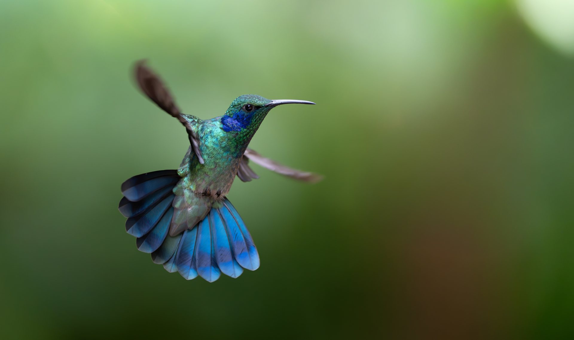 Lesser Violetear hummingbird with iridescent ear patch in the Monteverde highlands