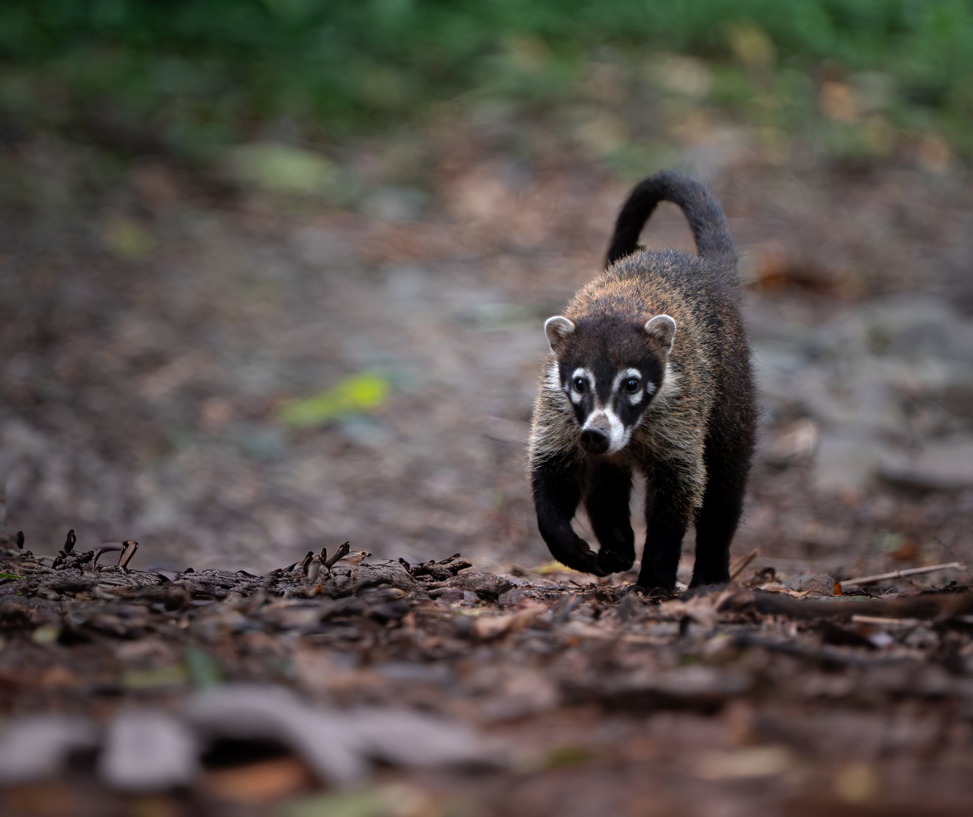 Coati (nasua) foraging on the forest floor