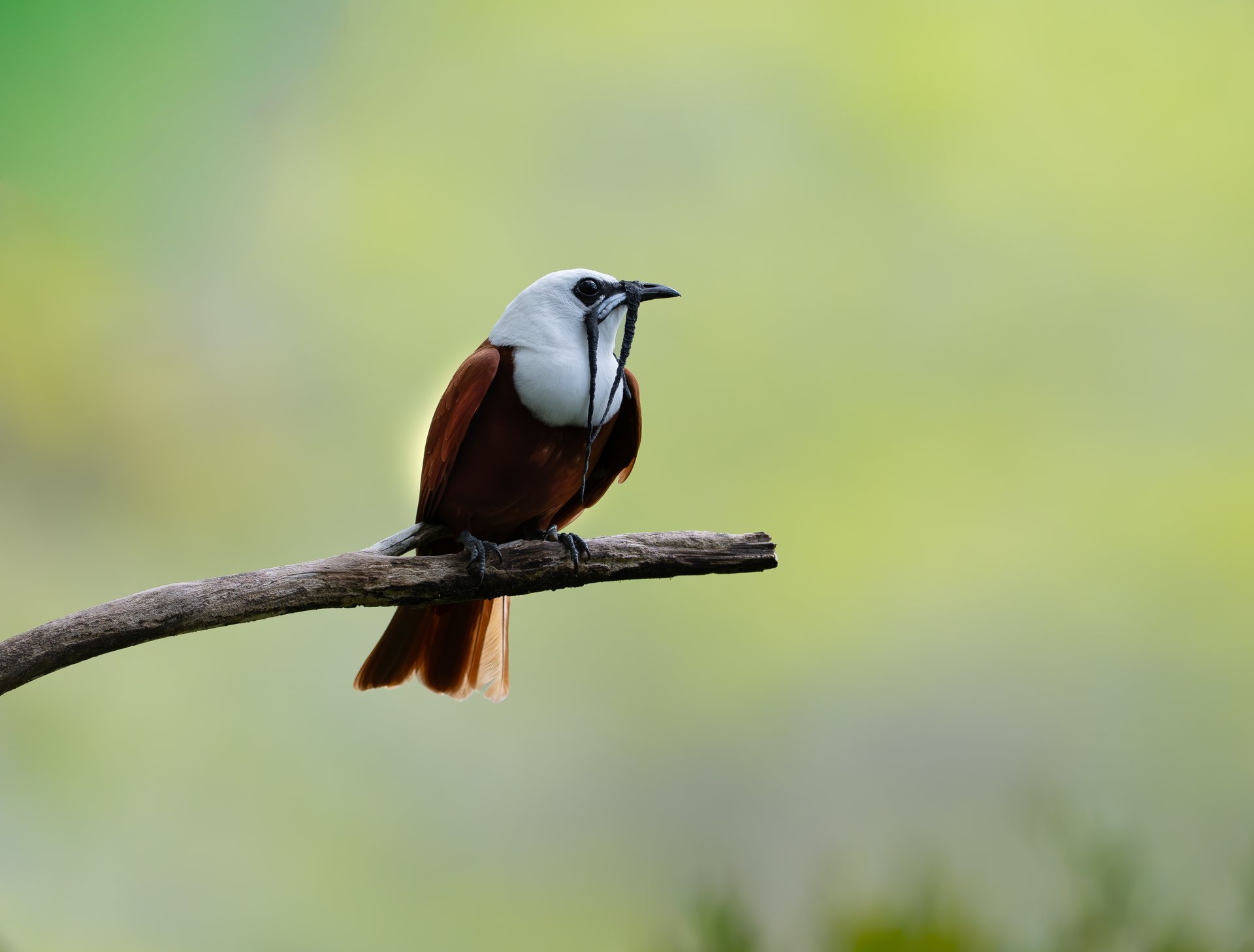 Three-wattled Bellbird calling from a branch