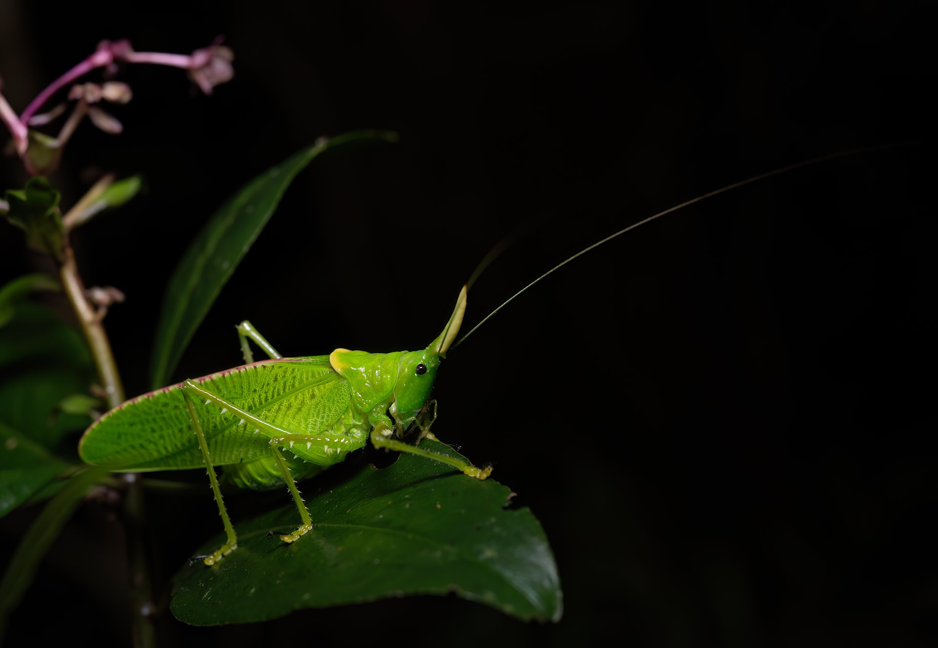 Katydid on a wet leaf photographed during a Monteverde night walk