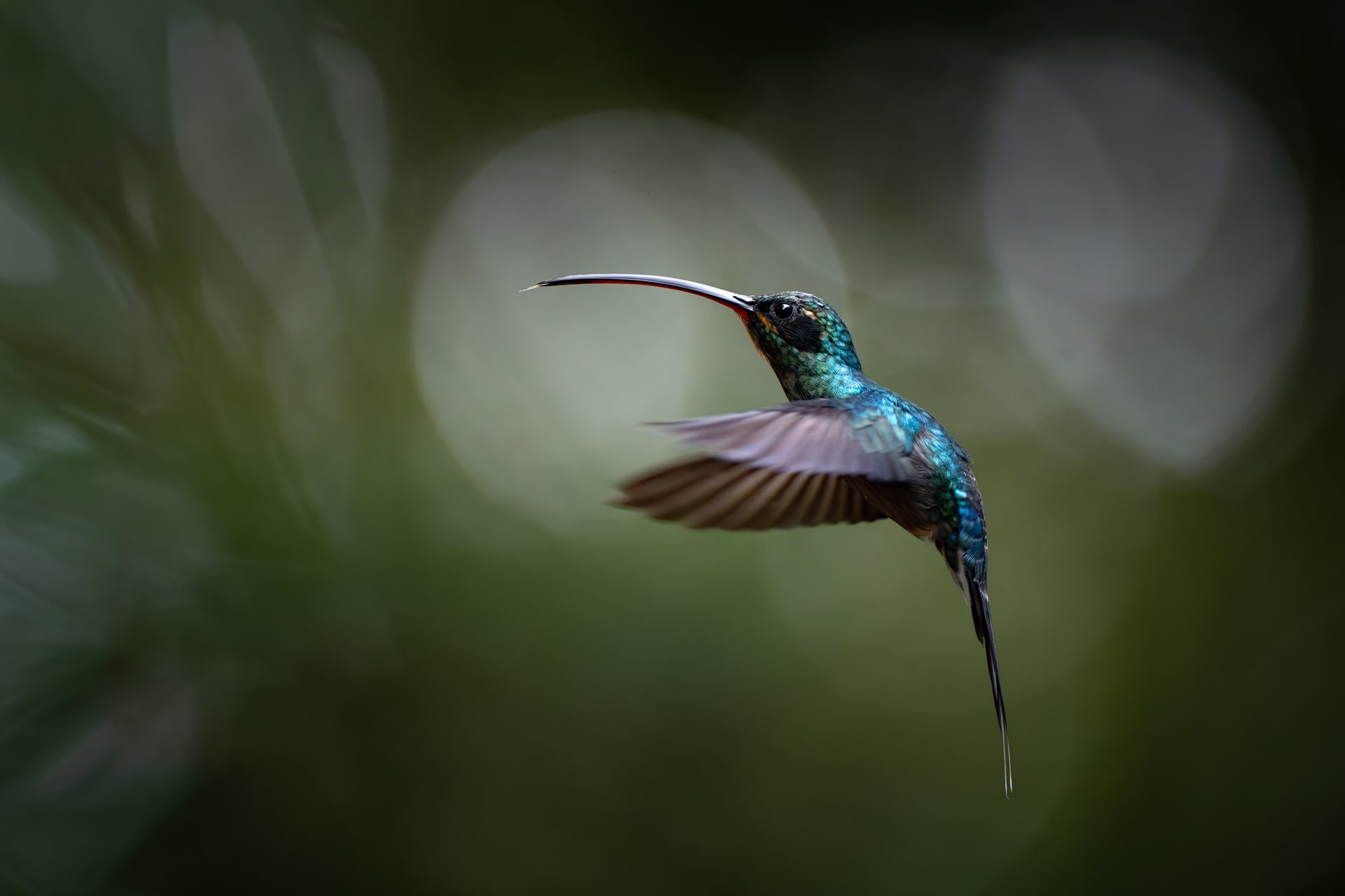 Green Hermit hummingbird with a long curved bill inside the shaded understorey