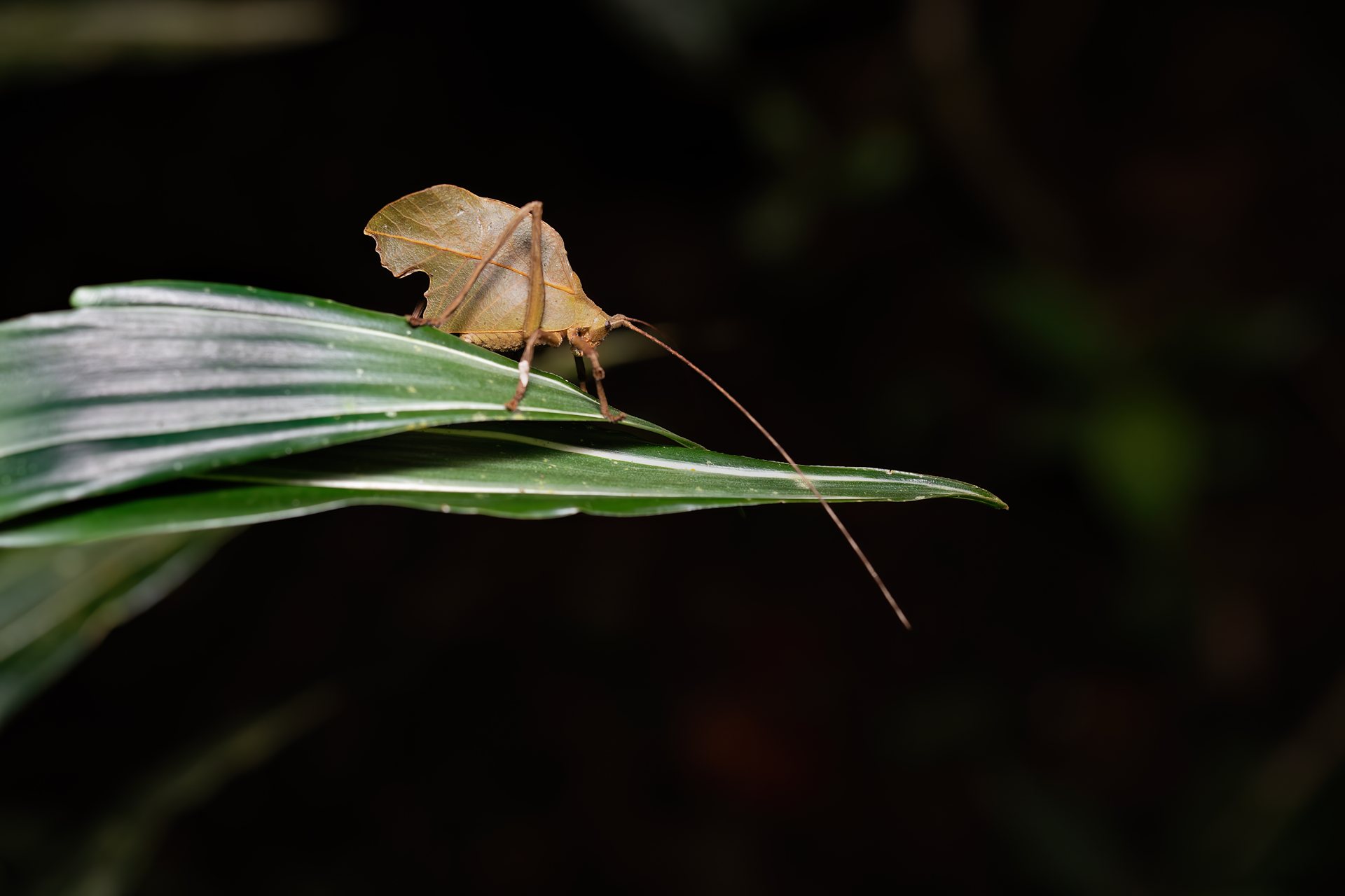 Leaf-mimicking insect camouflaged against the forest floor at night
