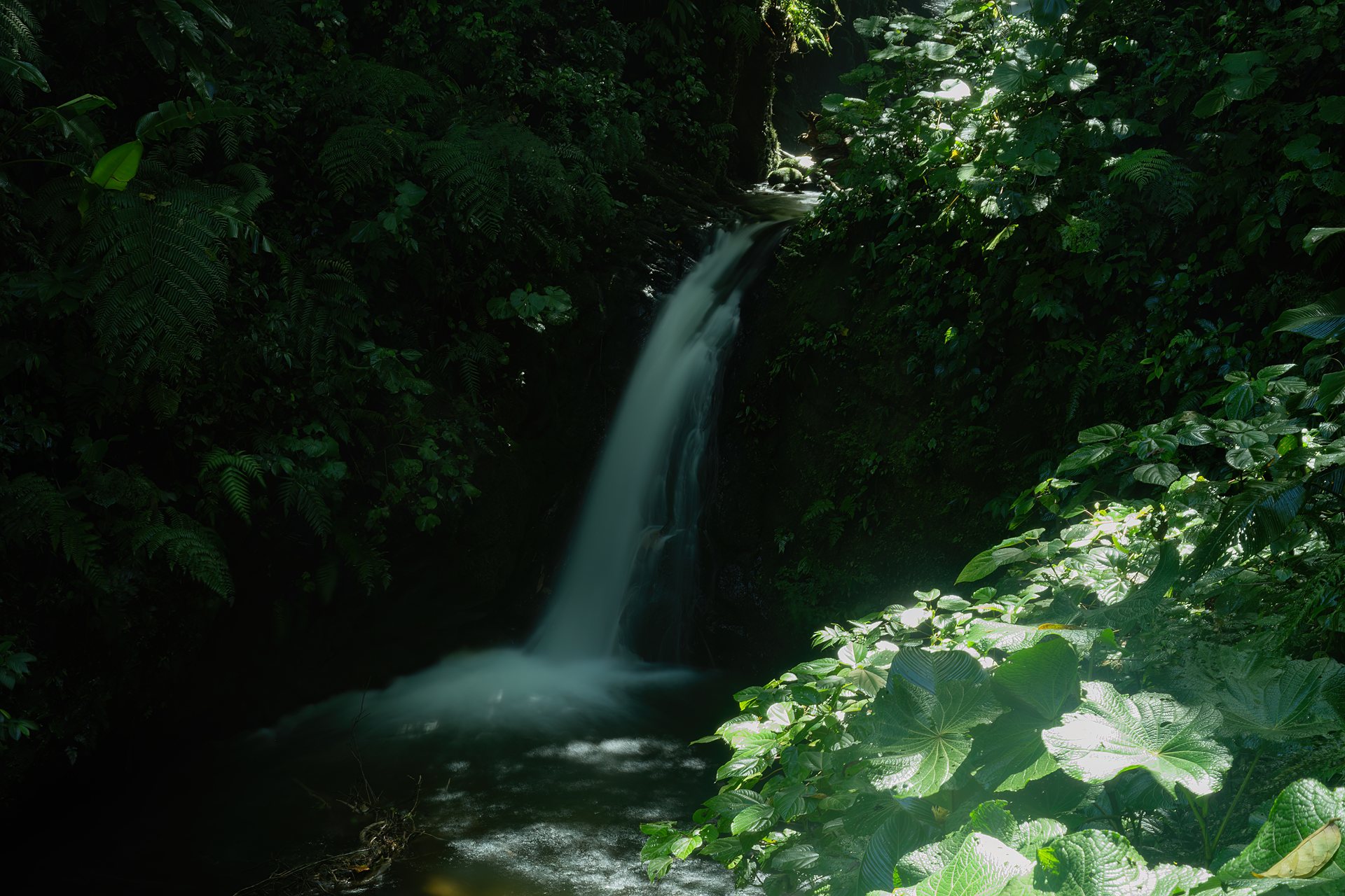 Waterfall falling through dense cloud forest vegetation in Monteverde