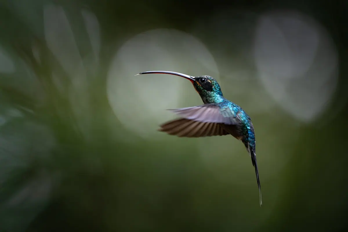 Green Hermit hummingbird with a long curved bill inside the shaded understorey