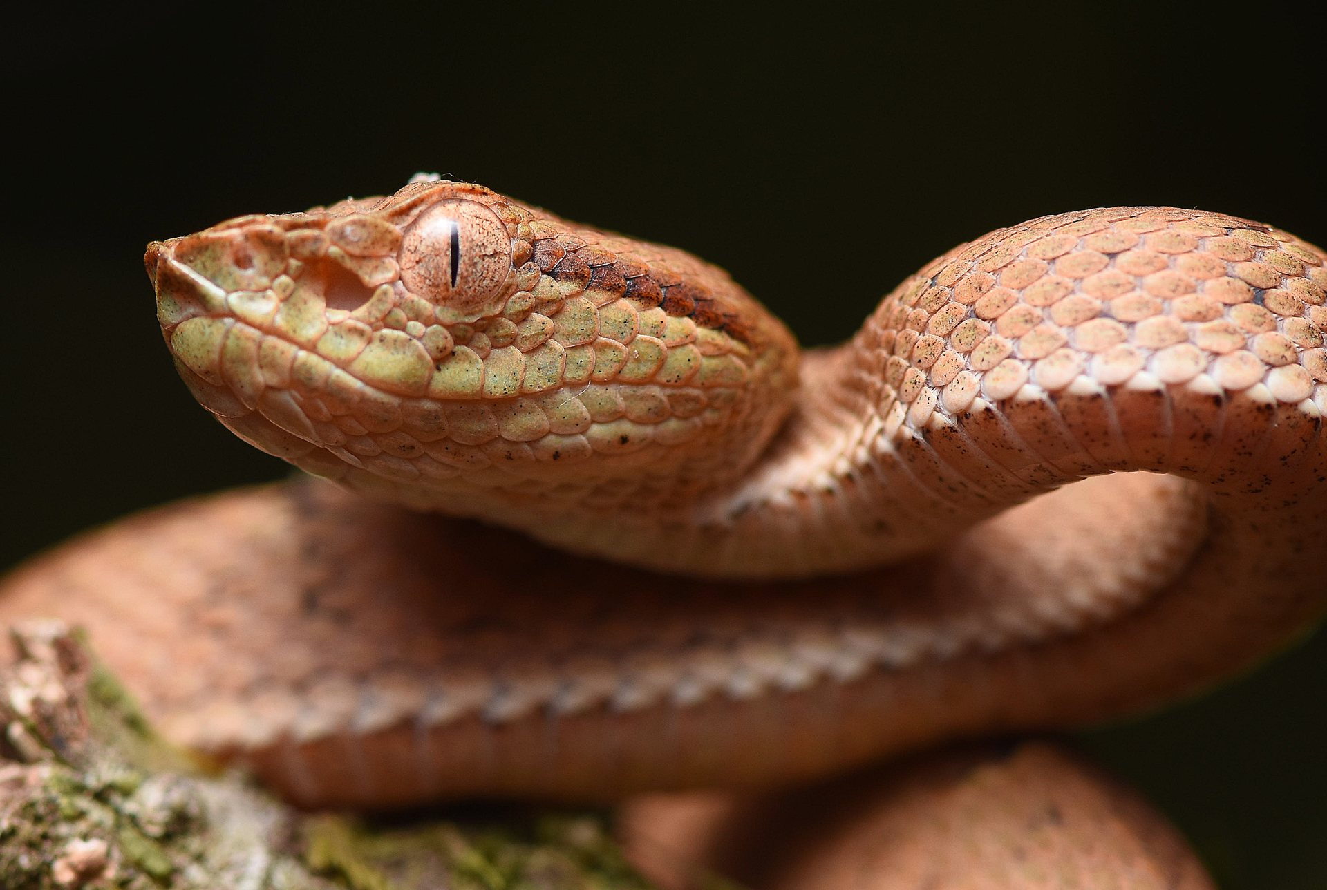 Eyelash viper coiled on a leaf, found during a guided Monteverde night walk
