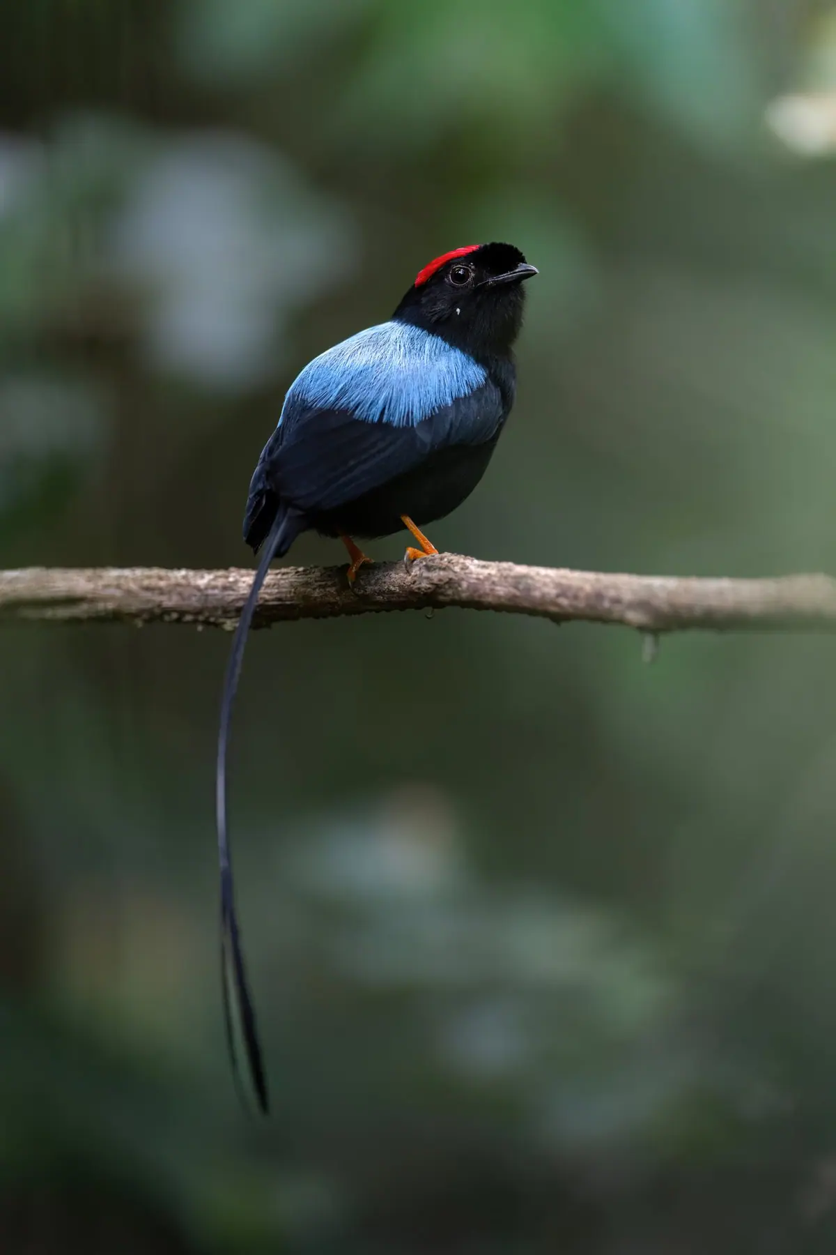 Long-tailed Manakin, a black, blue and red bird of Monteverde secondary forest