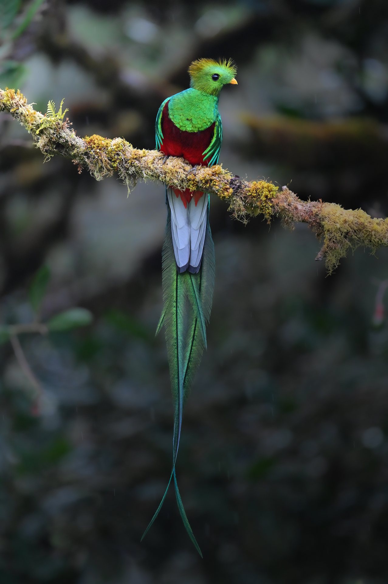 Male Resplendent Quetzal perched on a mossy branch in Monteverde